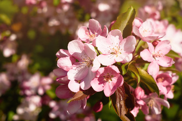 Blossoming apple tree branches in the garden. Spring Background