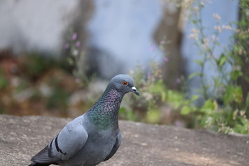 rare pigeon in Rajasthan