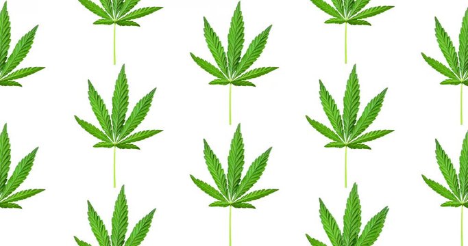 Animated pattern of cannabis leaf isolated on white background. Top view, flat lay. 4k animation. Pattern background with green leaves. Herbal alternative medicine and cannabis concept