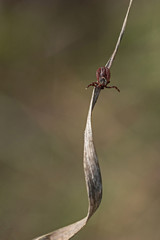 tick on the grass, acarus on grass