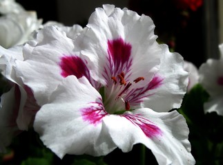 Fototapeta na wymiar closeup of pink flower