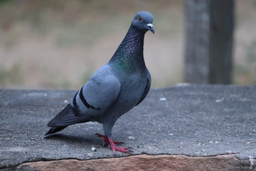 a wel pigeon on rock
