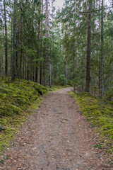 Fototapeta premium Old Dirt Road in a Thick Lush Forest in Northern Europe