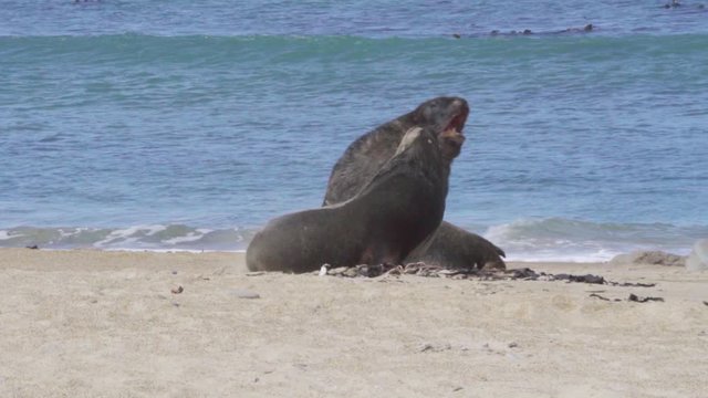 Two seals are fighting at beach