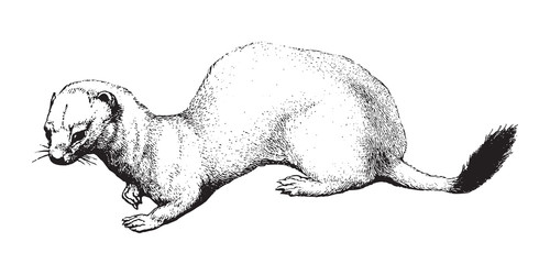 Stoat or short-tailed weasel (Mustela erminea) / vintage illustration from Brockhaus Konversations-Lexikon 1908 - obrazy, fototapety, plakaty