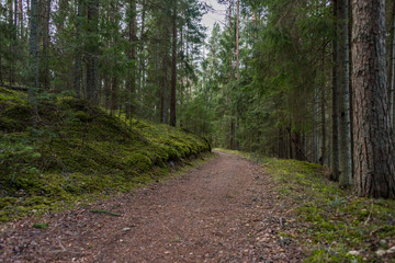 Fototapeta na wymiar Old Dirt Road in a Thick Lush Forest in Northern Europe