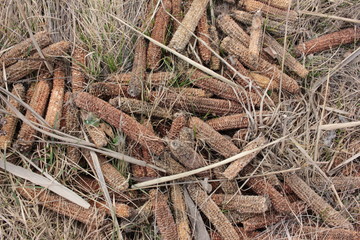 pile of logs