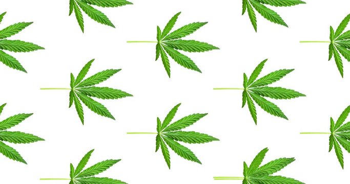 Animated pattern of Hemp or cannabis leaf isolated on white background. Top view, flat lay. 4k animation. Pattern background with green leaves. Herbal alternative medicine and cannabis concept