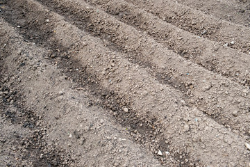 Ridging up allotment plot for young potato plants