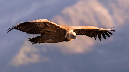 Griffon Vulture in flight at the Caire Rock, near Remuzat, France