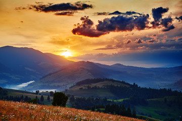 wildflowers, meadow and beautiful sunset in carpathian mountains - summer landscape, spruces on hills, dark cloudy sky and bright sunlight