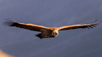 Griffon Vulture in flight at the Caire Rock, near Remuzat, France