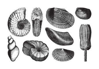 Shell fossil collection (Triassic period) / vintage illustration from Brockhaus Konversations-Lexikon 1908 © Hein Nouwens