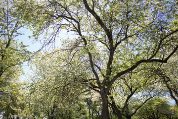 spring garden with flowering trees