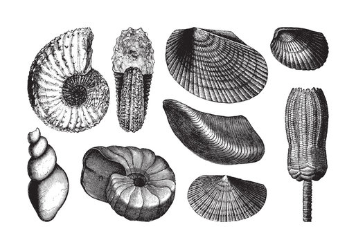 Shell fossil collection (Triassic period) / vintage illustration from Brockhaus Konversations-Lexikon 1908
