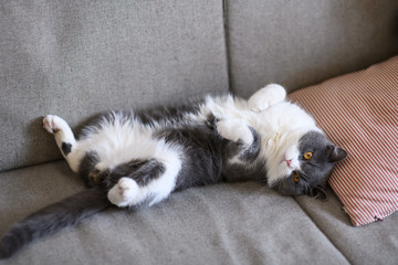 British shorthair cat lying down and showing belly