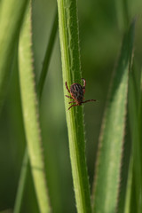 tick on the grass, acarus on grass
