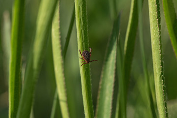 tick on the grass, acarus on grass