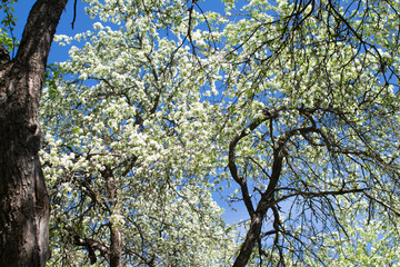 spring garden with flowering trees