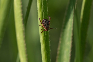 tick on the grass, acarus on grass