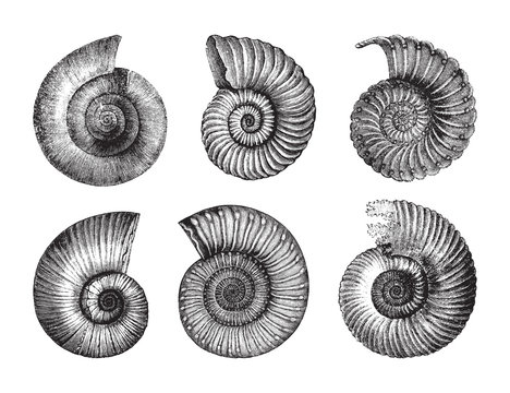 Shell fossil collection (Jurassic period) / vintage illustration from Brockhaus Konversations-Lexikon 1908