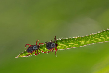 tick on the grass, acarus on grass
