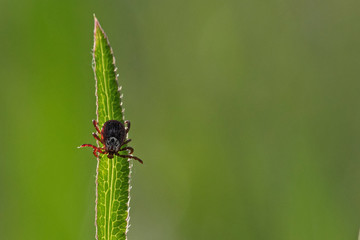 tick on the grass, acarus on grass