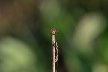tick on the grass, acarus on grass