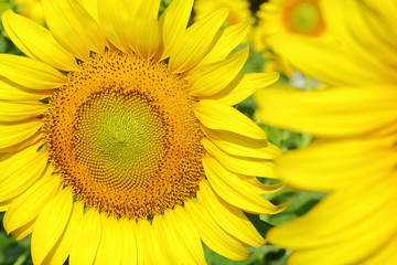 Obraz premium beautiful sunflower blossom blooming in natural garden