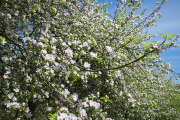 spring garden with flowering trees