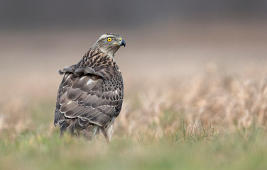 Northern goshawk (Accipiter gentilis) close up