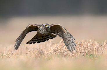 Northern goshawk (Accipiter gentilis) close up