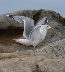 Side view of European herring gull (Larus argentatus).