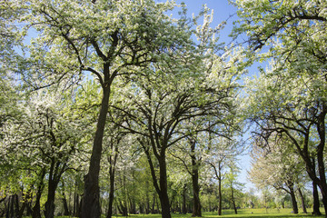 spring garden with flowering trees