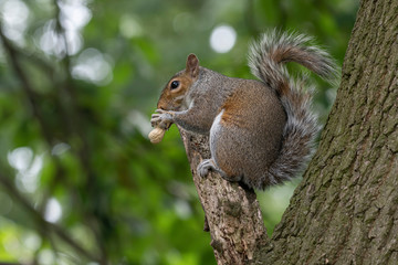 Close up of European Ground Squirrel (Spermophilus citellus)