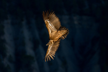Griffon Vulture in flight at the Caire Rock, near Remuzat, France