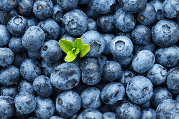 Water drops on ripe sweet blueberry. Fresh blueberries background with copy space for your text. Vegan and vegetarian concept. Macro texture of blueberry berries.Texture blueberry berries close up