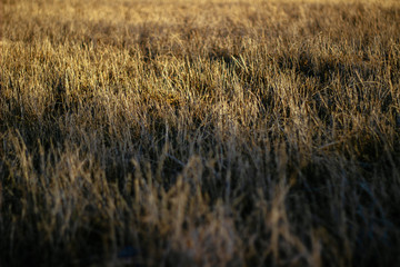 dry grass on a background sunset