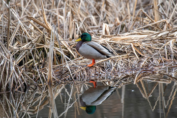 Male Mallard duck, mallard, eurasian wild duck, Anas platyrhynchos
