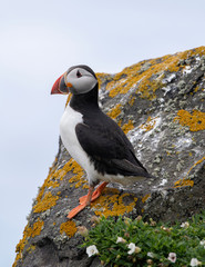 Atlantic Puffin (Fratercula arctica) at isle of May,Scotland