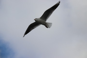 seagull in flight