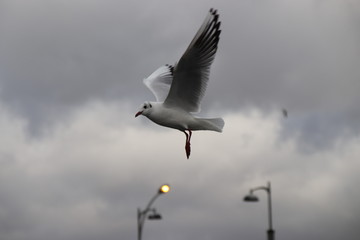 seagull in flight
