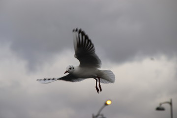 seagull in flight