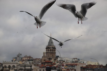 seagull in flight 