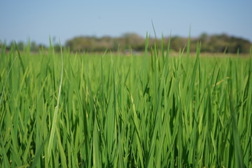The rice fields in the countryside are warm and humid.