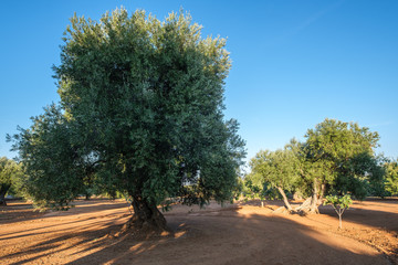 Olive Trees in Pezze di Greco, Fasano, Apulia, Italy