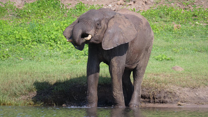Naklejka na ściany i meble Elephant drinking water from a lake