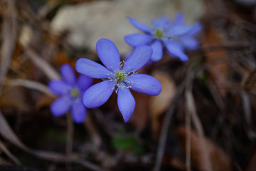 Leberblümchen (Hepatica nobilis) aus der Familie der Hahnenfußgewächse (Ranunculaceae)....