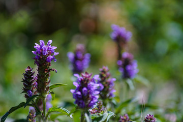 Purple lupine flowers with natural green background