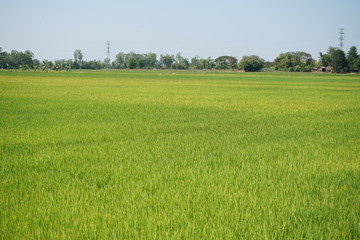 Obraz premium The rice fields in the countryside are warm and humid.